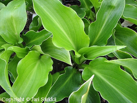 Hosta Tarhafunkia-Ryhm 'Invincible' jalokuunlilja